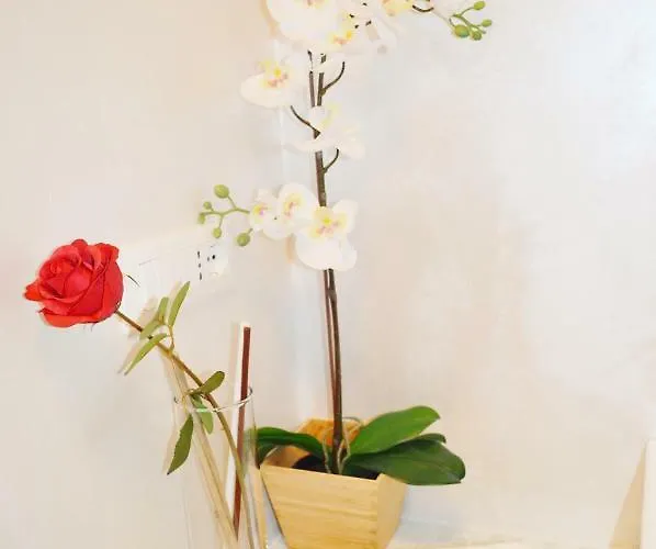 公寓 6星公寓 罗马